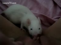 [ Beast Sex Film ] Rat licking a Kitty
